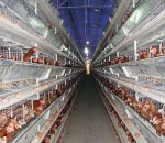 五层层叠式自动化养鸡设备